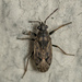 Peritrechus gracilicornis - Photo (c) Felix Fleck, some rights reserved (CC BY-NC), uploaded by Felix Fleck