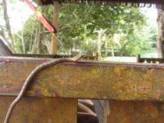 Dryophiops rubescens