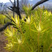 Common Sunshine Conebush - Photo (c) Martina Fynbos Treurnicht, some rights reserved (CC BY-NC), uploaded by Martina Fynbos Treurnicht