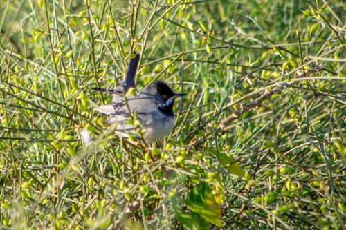 Rüppell's Warbler (Curruca ruppeli), photo 8