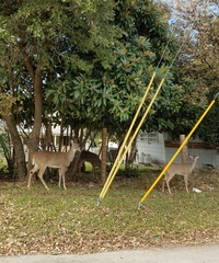 Odocoileus virginianus