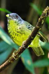 Spot-Breasted Antvireo photo 5