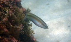 Halichoeres tenuispinis