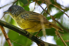 Spot-Breasted Antvireo photo 2