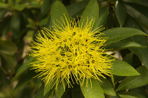 Xanthostemon chrysanthus