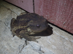 Bufo verrucosissimus