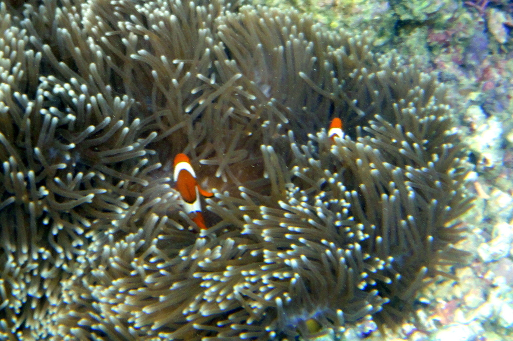 blackfinned clownfish