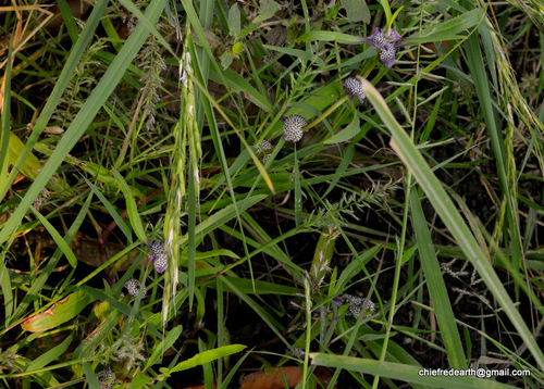Caesulia axillaris