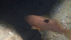 Epinephelus akaara