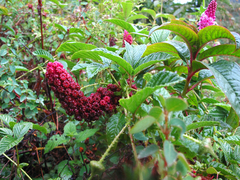 Phytolacca bogotensis
