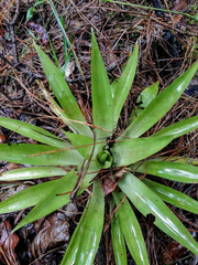 Tillandsia biflora