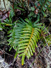 Pleopeltis orientalis