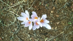 Crocus pallasii
