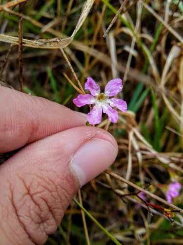 Cuphea ciliata (Cuphea ciliata)