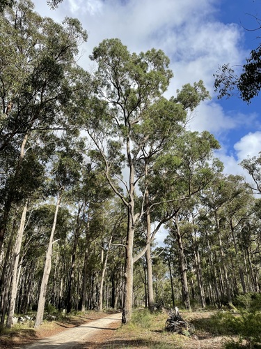 Eucalyptus angophoroides R.T.Baker
