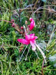 Bejaria