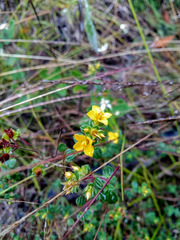 Chaetolepis microphylla