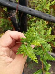 Weinmannia tomentosa