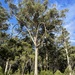 Eucalyptus globoidea - Photo (c) Dean Nicolle, alguns direitos reservados (CC BY-NC), uploaded by Dean Nicolle