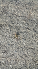 Eupholidoptera chabrieri