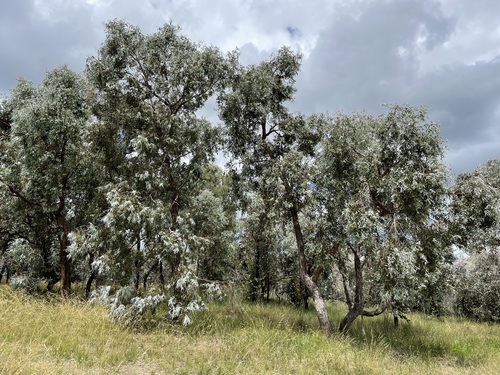 Eucalyptus conspicua