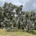 Eucalyptus conspicua - Photo (c) Dean Nicolle, algunos derechos reservados (CC BY-NC), subido por Dean Nicolle