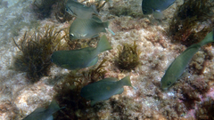 Girella punctata
