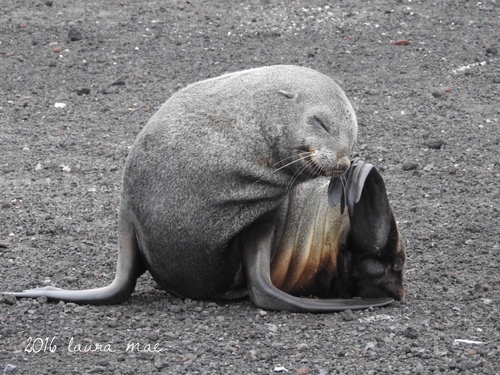 Antarctic Fur Seal (Arctocephalus gazella)