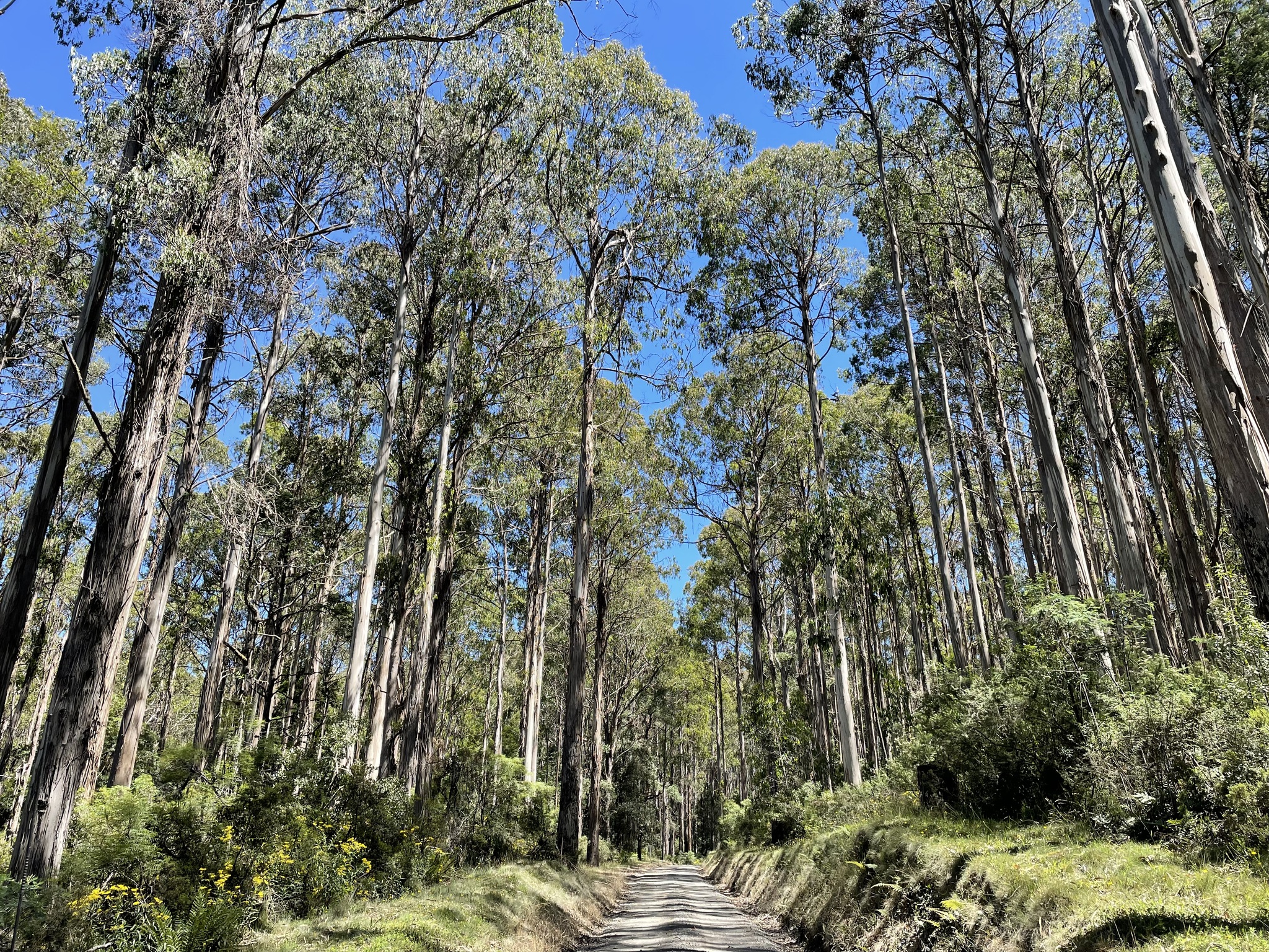Eucalyptus nitens