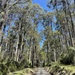 Eucalyptus nitens - Photo (c) Dean Nicolle, algunos derechos reservados (CC BY-NC), subido por Dean Nicolle