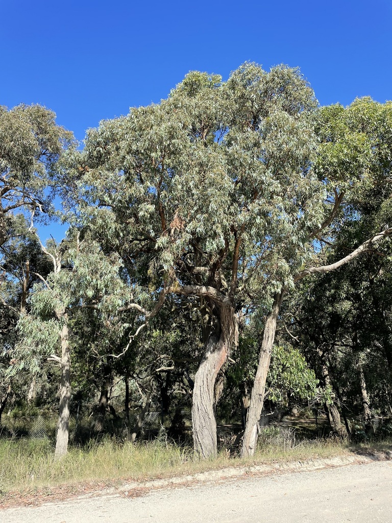 Mealy Stringybark