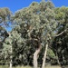 Eucalyptus cephalocarpa - Photo 由 Dean Nicolle 所上傳的 (c) Dean Nicolle，保留部份權利CC BY-NC