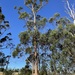 Eucalyptus strzeleckii - Photo (c) Dean Nicolle, μερικά δικαιώματα διατηρούνται (CC BY-NC), uploaded by Dean Nicolle