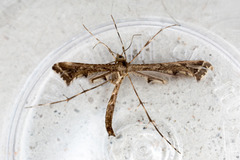 Amblyptilia punctidactyla