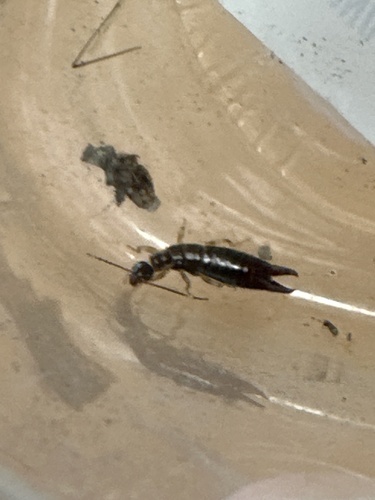 Photo of Ring-legged Earwig (Euborellia annulipes)