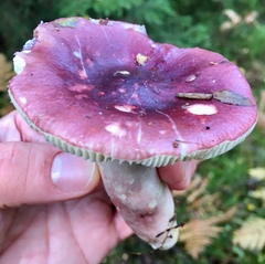 Russula