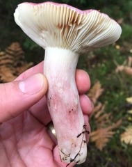 Russula
