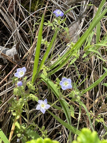 Eastwood's baby blue eyes (Nemophila pulchella)