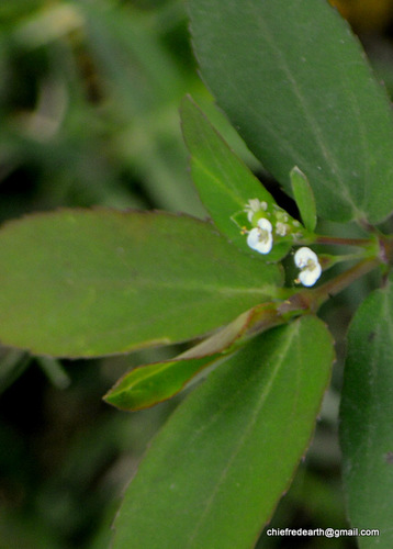 graceful spurge