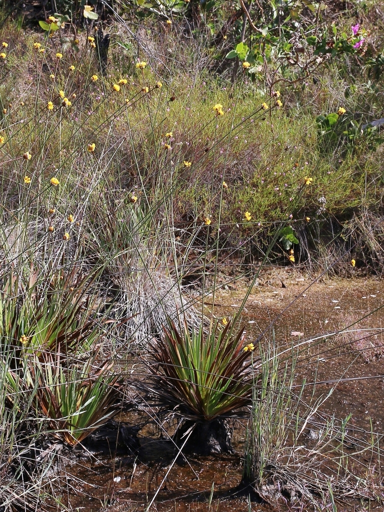Xyris paradisiaca