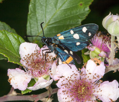Zygaena ephialtes