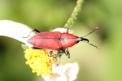 Rhodobaenus sanguineus