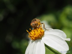 Eristalinus quinquestriatus