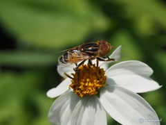 Eristalinus quinquestriatus