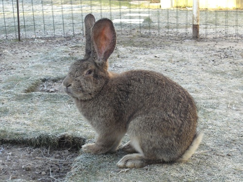 Native Na Rabbit Domestic Rabbit | Native Nature