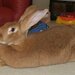 家兔 - Photo Lithonius，沒有已知版權限制（公共領域）