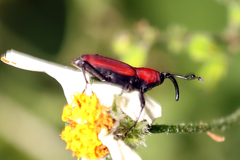 Rhodobaenus sanguineus