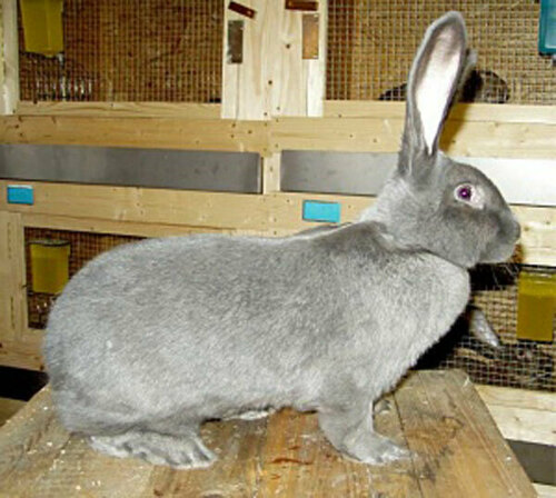 Native Na Rabbit Domestic Rabbit | Native Nature