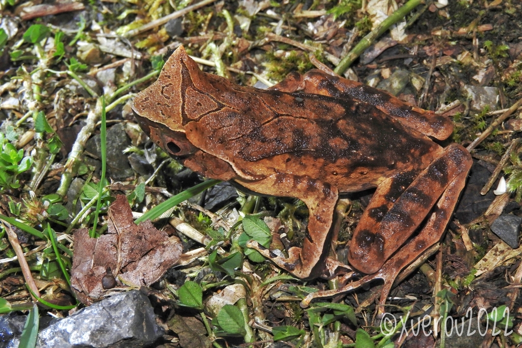 Convex-tailed Horned Toad