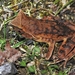 Boulenophrys caudoprocta - Photo 由 kangkang 所上傳的 (c) kangkang，保留部份權利CC BY-NC